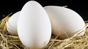 Почему нельзя есть гусиные яйца?