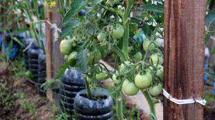 How to tie up tomatoes in the open field