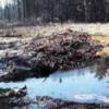 Methods for restoring contaminated soil - live page How to clean soil from pollution