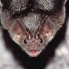 Dreamed of a bat: interpretation of sleep White bat in a dream