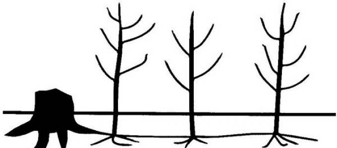 Common aspen: properties, use of wood