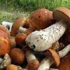 Why dream of picking a lot of mushrooms