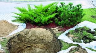 How to take care of the soil on the site