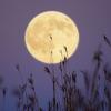 Сонник - луна: к чему снится луна, приметы и толкования