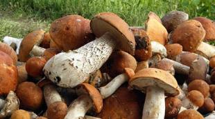 Why dream of picking a lot of mushrooms
