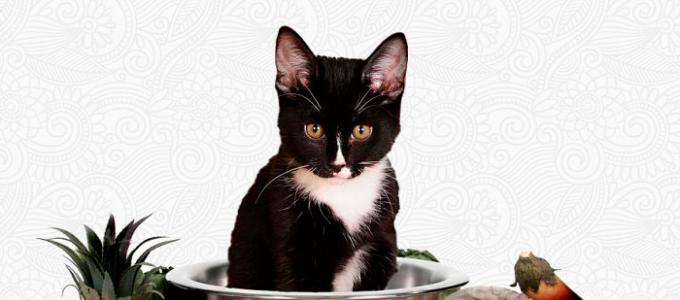 What to feed your cat so as not to harm its health?